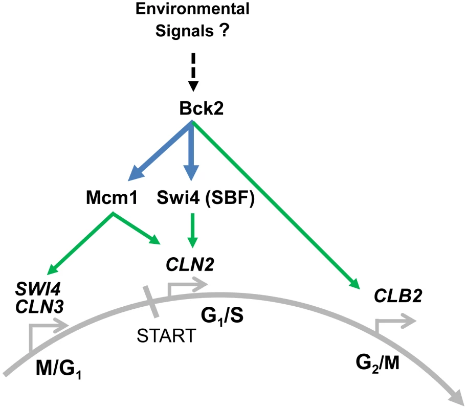 Summary of Bck2-dependent regulation of cell cycle gene expression.