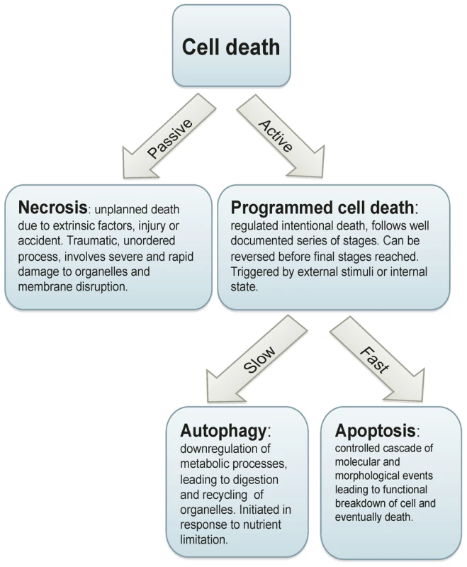 Cell death processes.