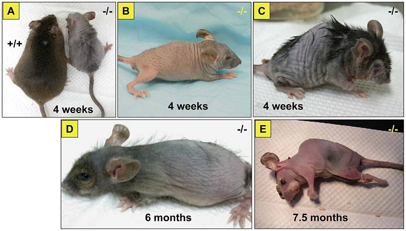 General appearance of the affected mice.
