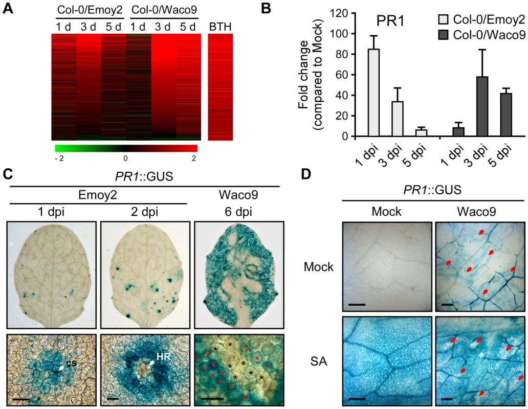 <i>Hpa</i> suppresses <i>PR1</i> expression induced by SA in infected cells.