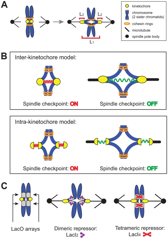 The spindle checkpoint is sensitive to tension on bi-oriented chromosomes.