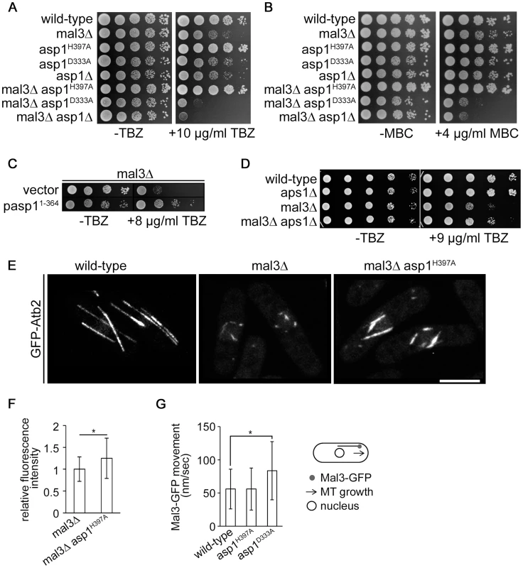 Asp1 MT regulation functions independently of Mal3.