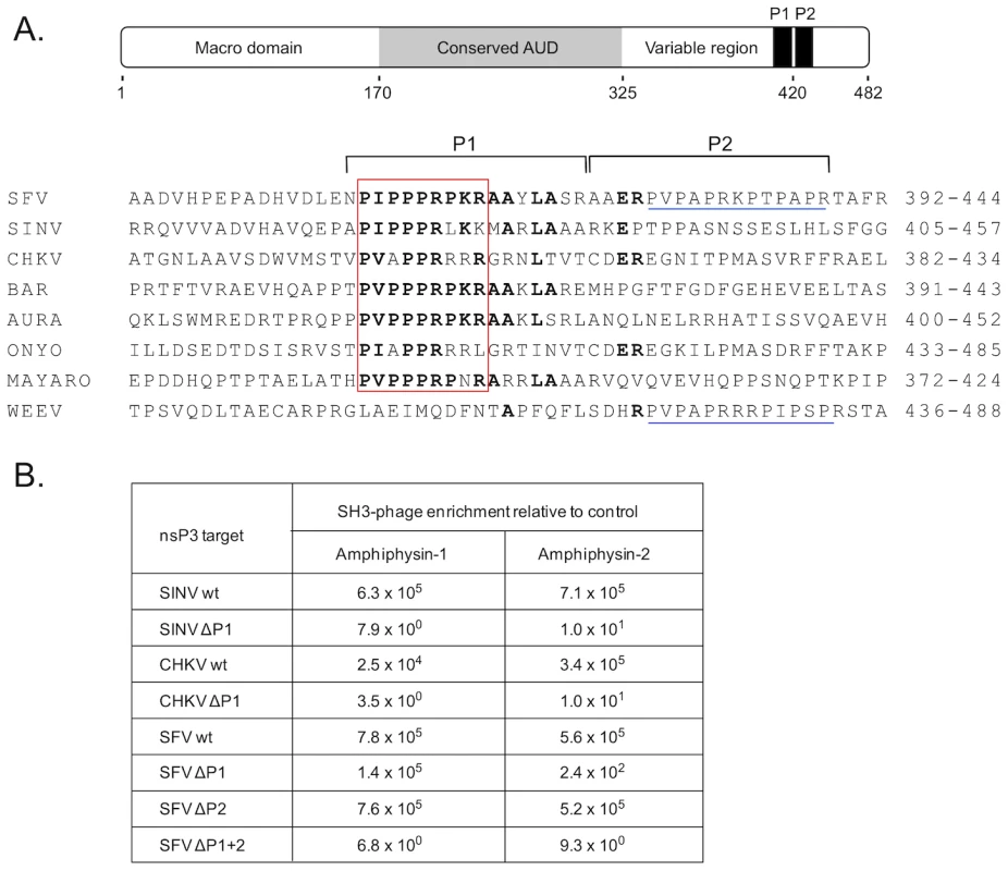SH3 domains of amphiphysin-1 and -2 bind to conserved proline-rich regions shared by alphaviral nsP3 proteins.