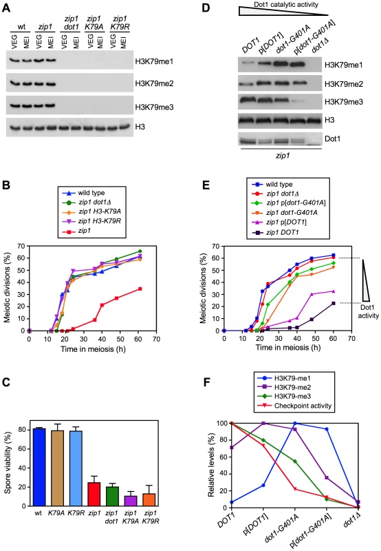 Methylation of H3K79 by Dot1 is essential for meiotic recombination checkpoint function.