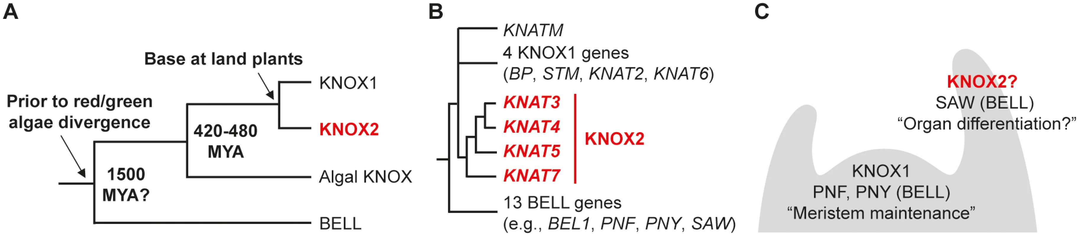 Phylogeny and expression patterns of KNOX and BELL genes.