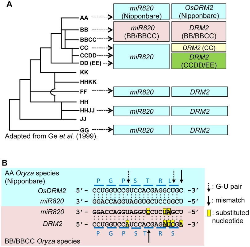 Regulation of <i>DRM2</i> by <i>miR820</i> is conserved among <i>Oryza</i> species.