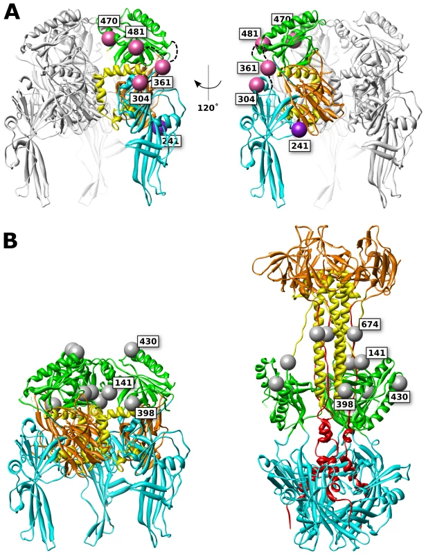 FP and glycan locations in a theoretical model of prefusion HSV gB.