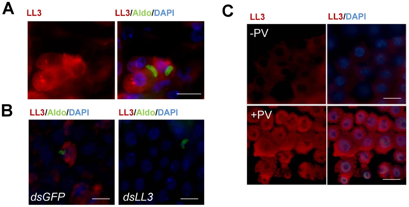 Immunofluorescence localization of LL3 in the mosquito midgut.