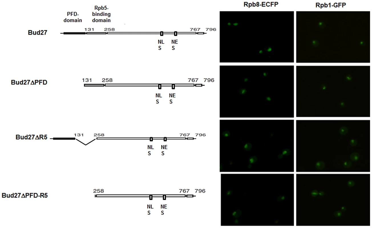 PFD, Rpb5-binding domains, or both are dispensable for RNA pol I, II, and III nuclear localization.