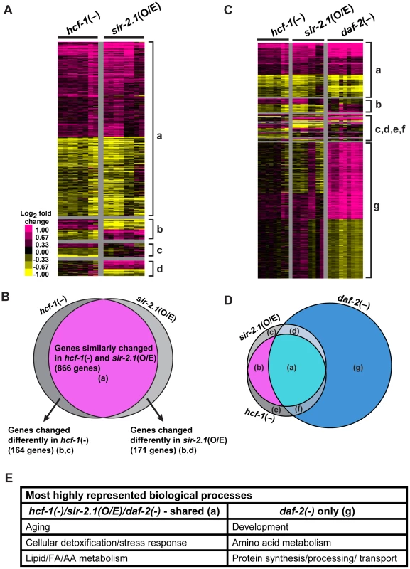 <i>hcf-1</i> inactivation and <i>sir-2.1</i> overexpression similarly affect a specific subset of <i>daf-16</i> downstream target genes.