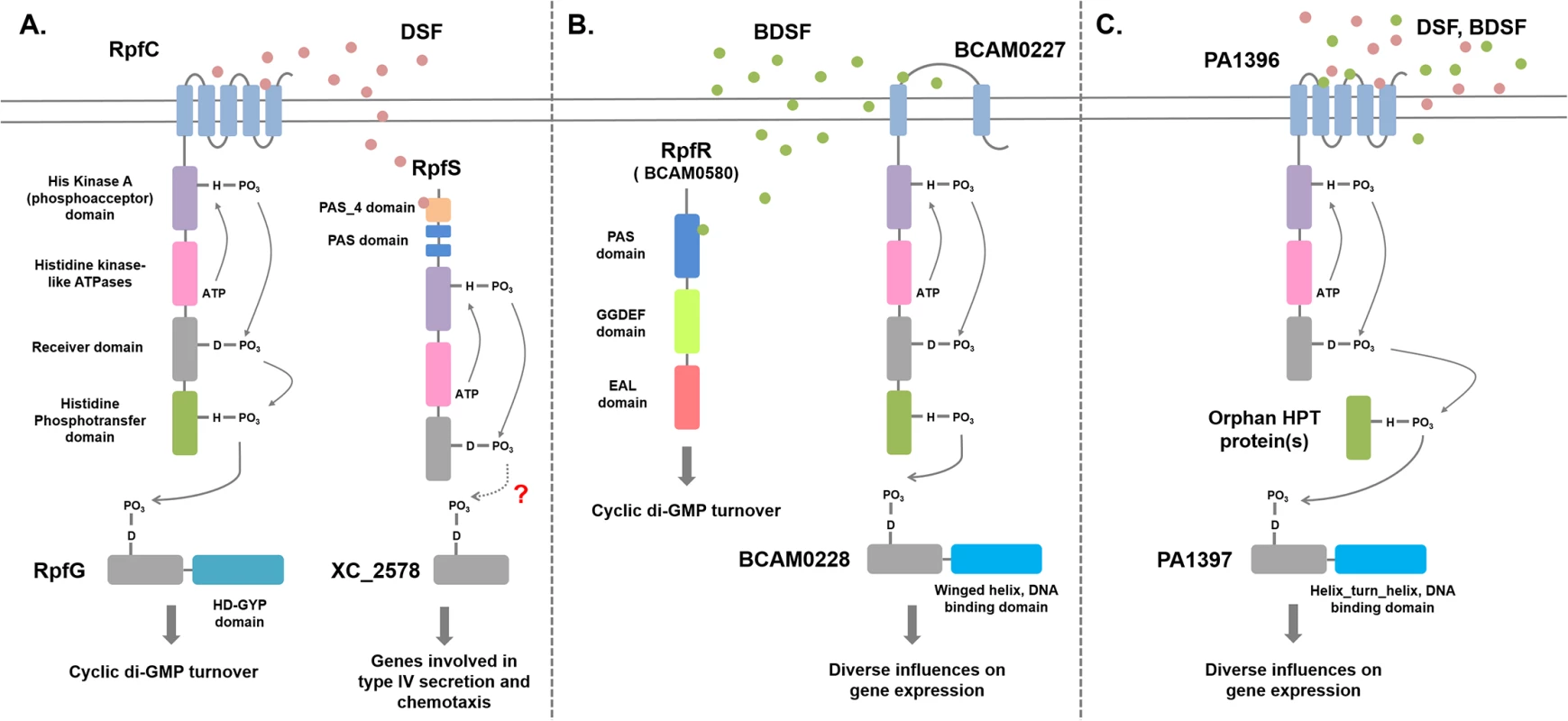Signal transduction mechanisms for DSF family signals in different bacteria.
