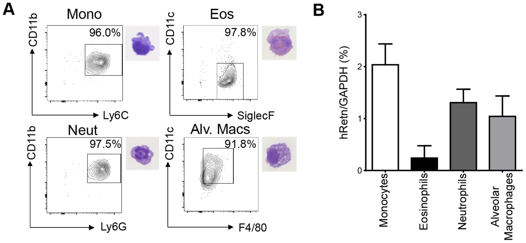 Monocytes, neutrophils and alveolar macrophages express hResistin in <i>Nb</i>-infected lungs.