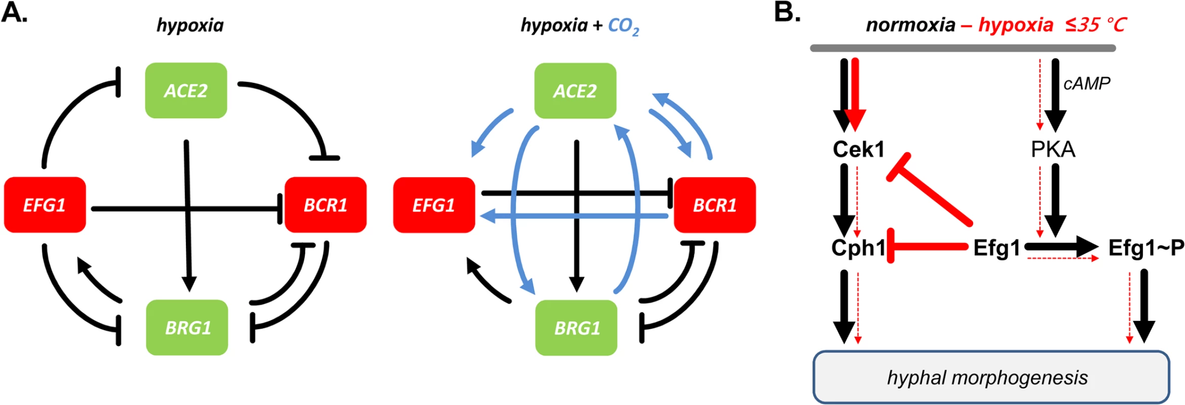 Models for transcriptional regulation and morphogenesis under hypoxia.