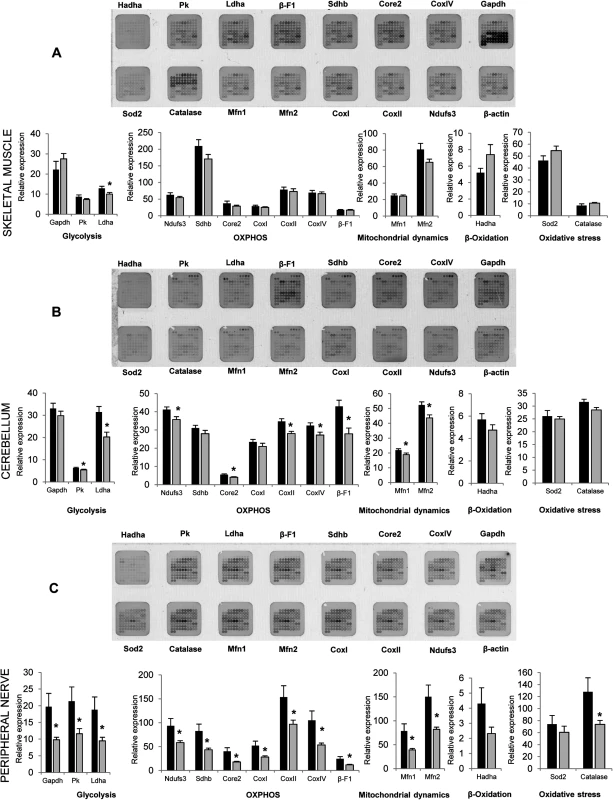 Selected metabolic protein profiling of tissues from <i>Gdap1</i><sup><i>-/-</i></sup> mice.