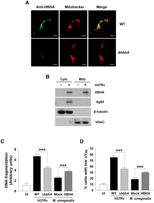 Disruption of <i>hbhA</i> decreases apoptosis and ΔΨ<sub>m</sub> dissipation in macrophages infected with <i>M. tuberculosis</i>.