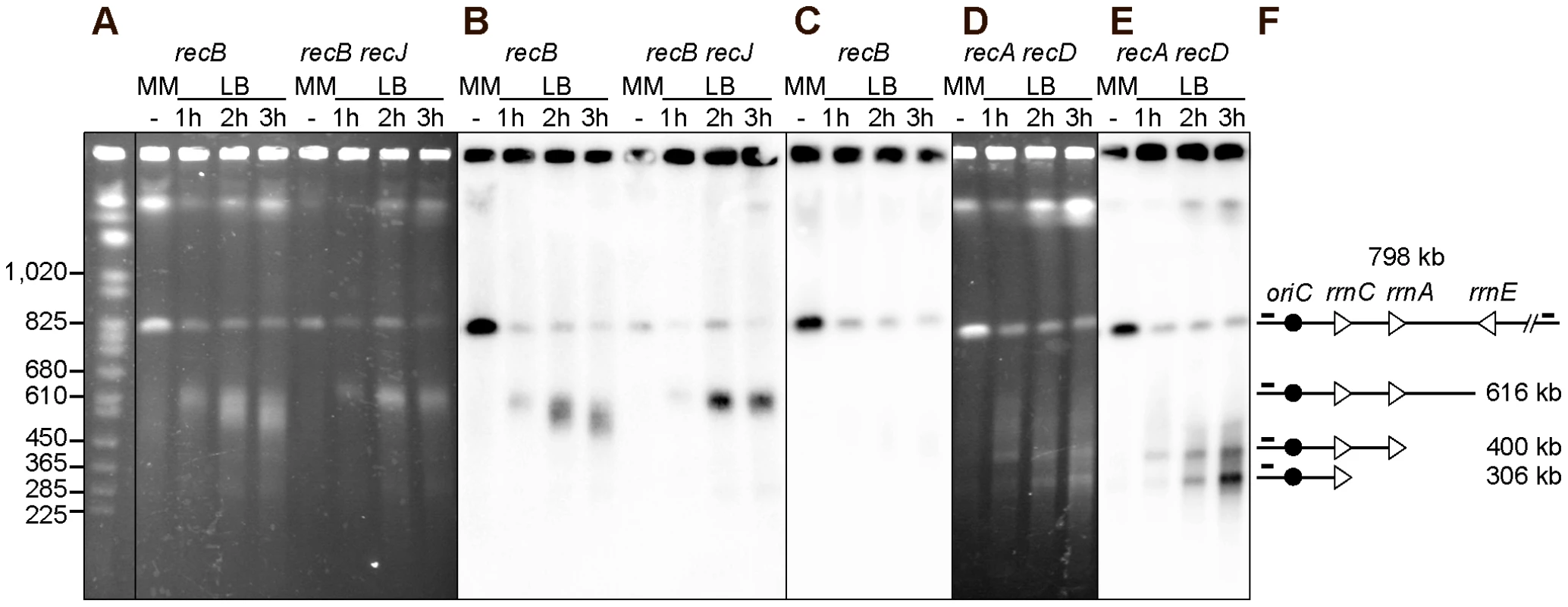 Chromosome breakage in InvBE <i>recB</i> and InvA <i>recA recD</i> mutants.