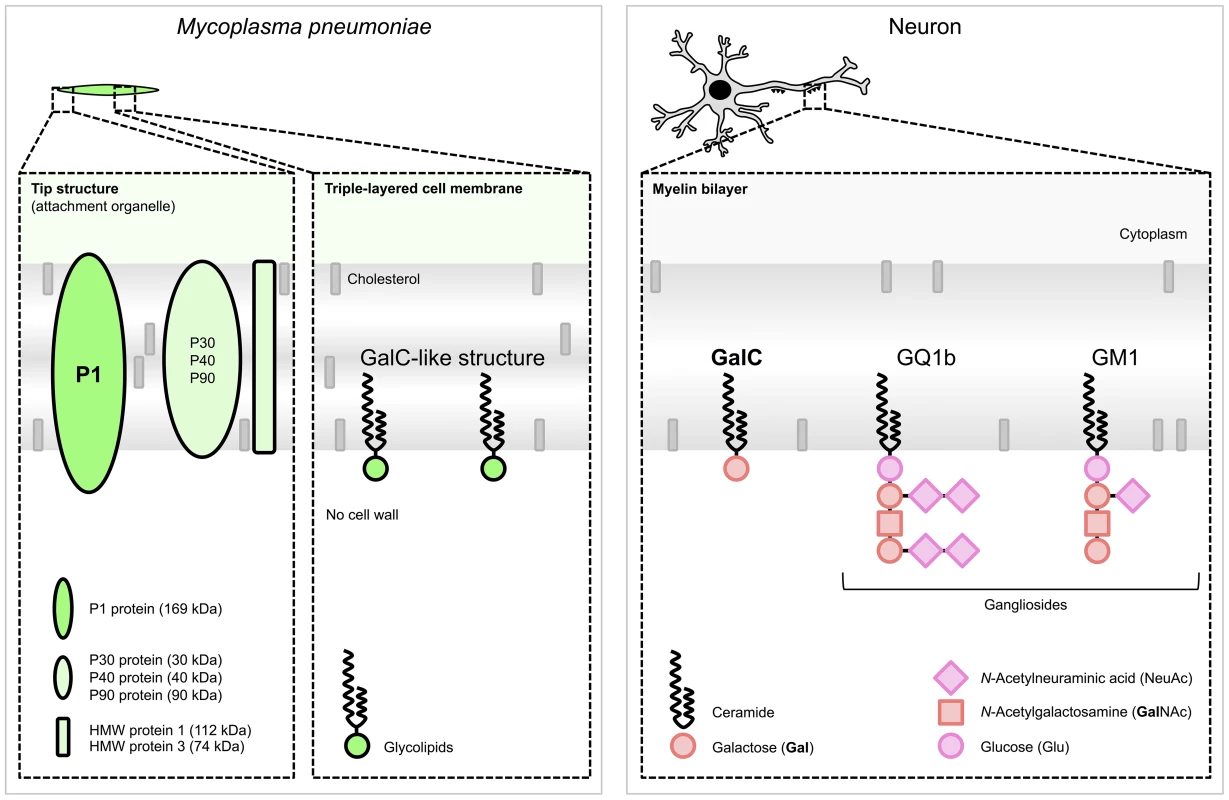 Schematic structures responsible for molecular mimicry between <i>M. pneumoniae</i> and neuronal cells.