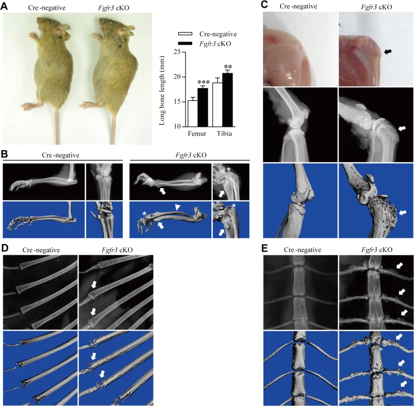Gross morphology and radiographic assessment of skeletal phenotypes in <i>Fgfr3</i> cKO mice.