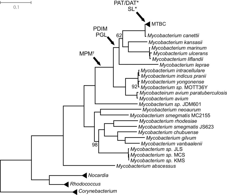 Mycobacteria maximum likelihood tree.