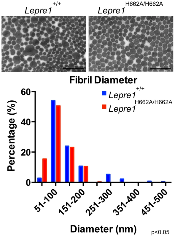 <i>Lepre1<sup>H662A/H662A</sup></i> mice have smaller collagen fibril diameter.