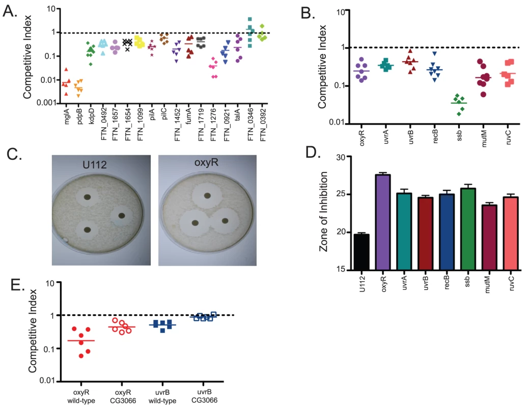 A negative selection screen of <i>F. novicida</i> mutants identifies bacterial genes important for bacterial growth and survival within the fly.