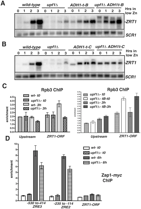 Effects of transcription terminators upstream <i>ZRT1</i> on <i>ZRT1</i> induction and analysis of RNA Polymerase II and Zap1p occupancies by ChIP.
