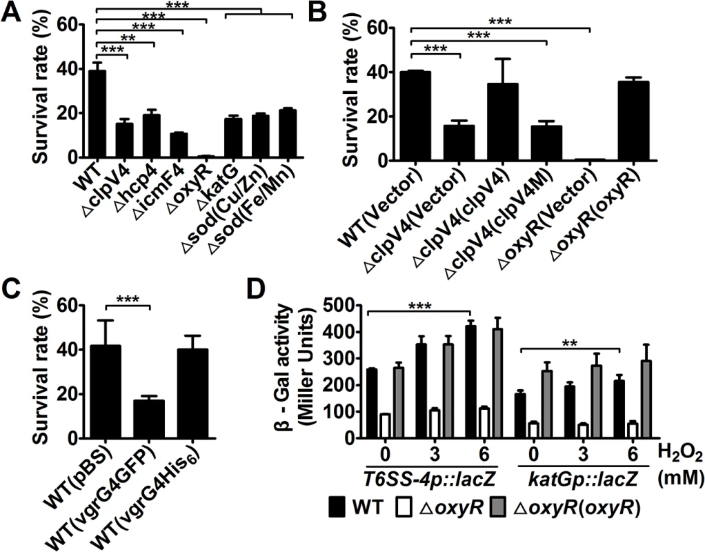 T6SS-4 is essential for <i>Yptb</i> survival under oxidative stress.