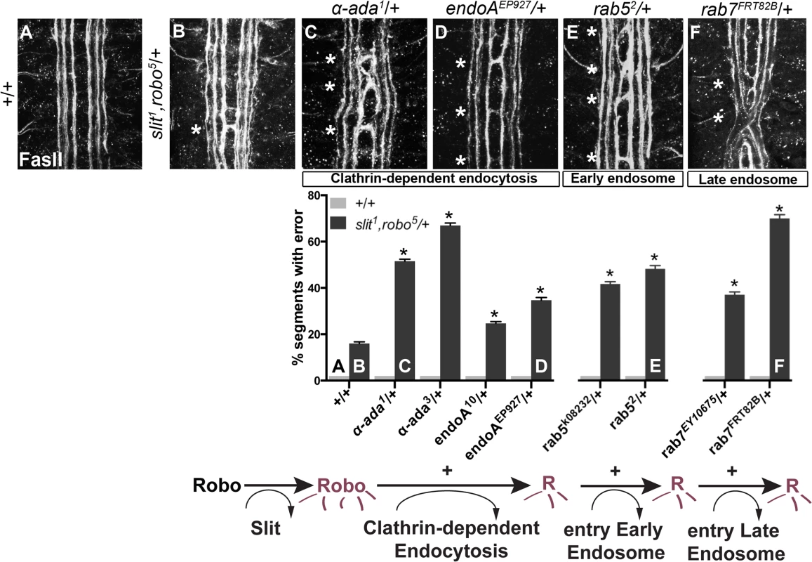 Genetic interactions between Clathrin-dependent endocytosis, and endocytic trafficking genes, and <i>slit</i> and <i>robo</i>.
