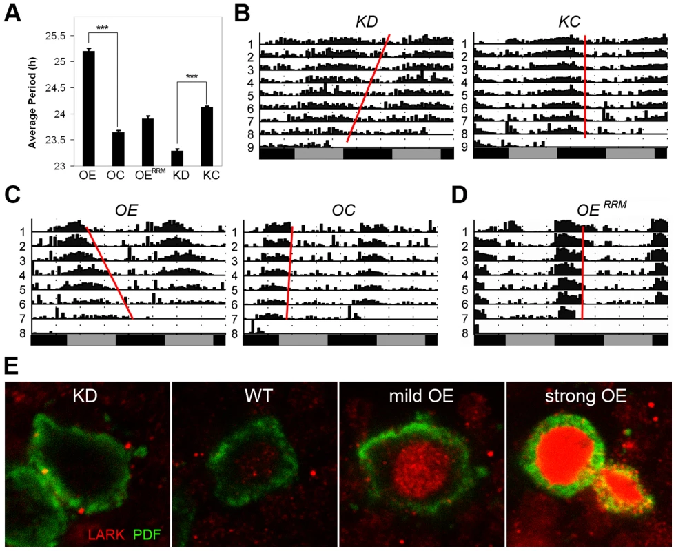 Altered LARK expression in PDF neurons affect circadian period.