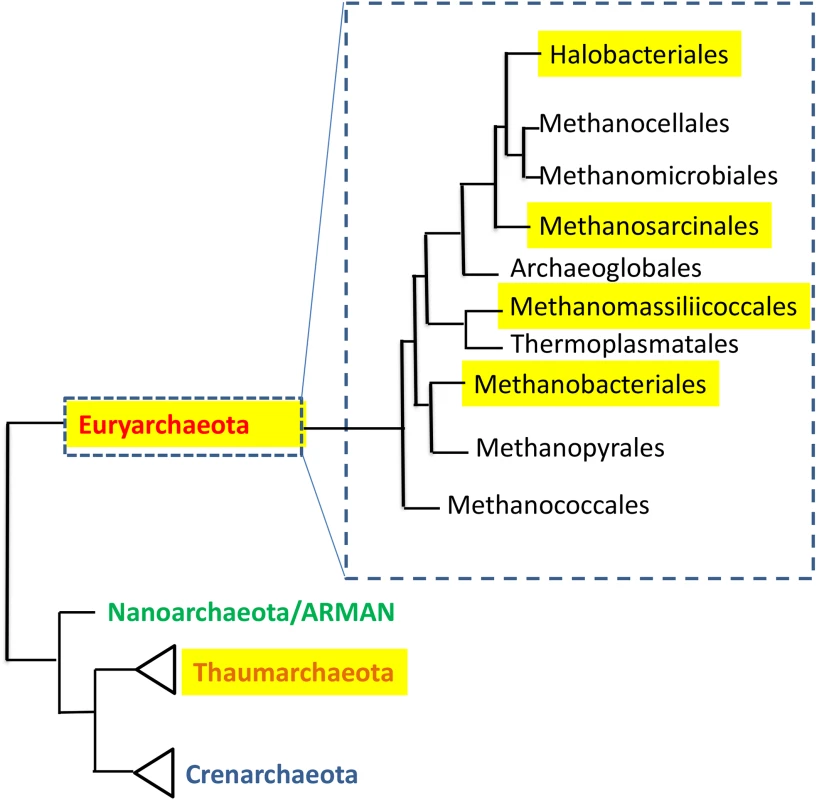 The distribution of human-associated archaea in the phylogenetic tree of the domain Archaea.