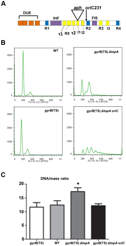 Replication initiation asynchrony and reduced DNA/mass ratio conferred by the <i>oriC15</i>::<i>aph</i> suppressor mutation.