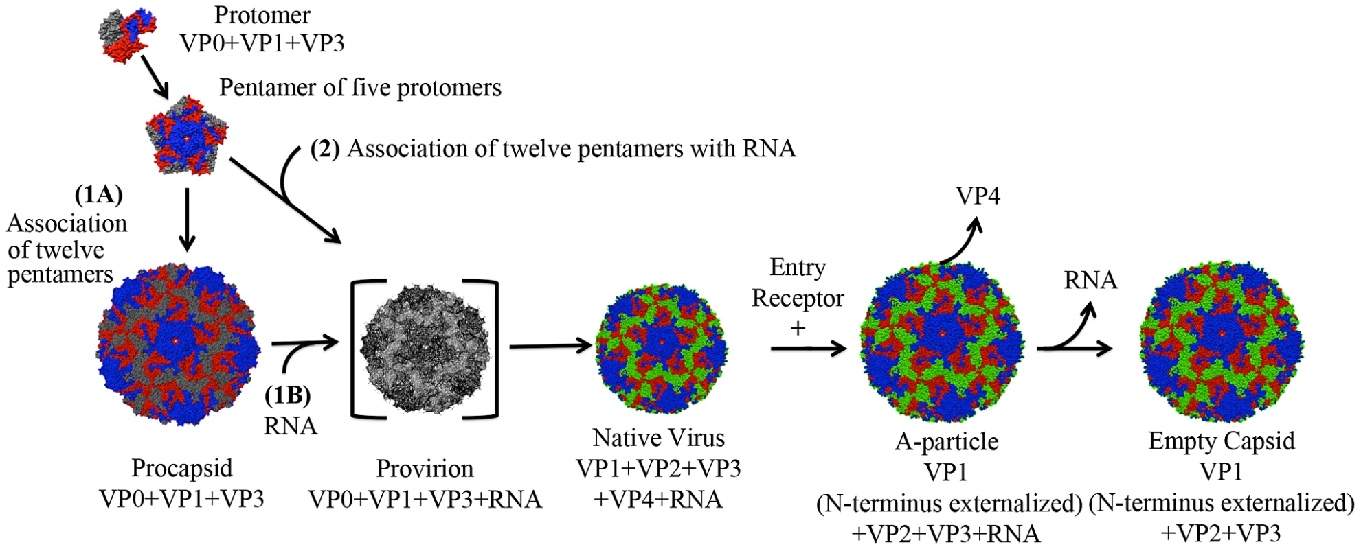 Lifecycle of a human enterovirus.