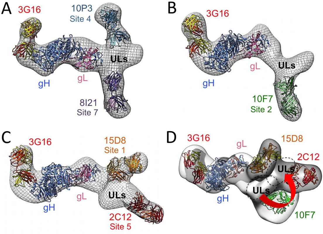 3D Negative Staining EM reconstructions of the HCMV Pentamer bound to neutralizing antibodies.