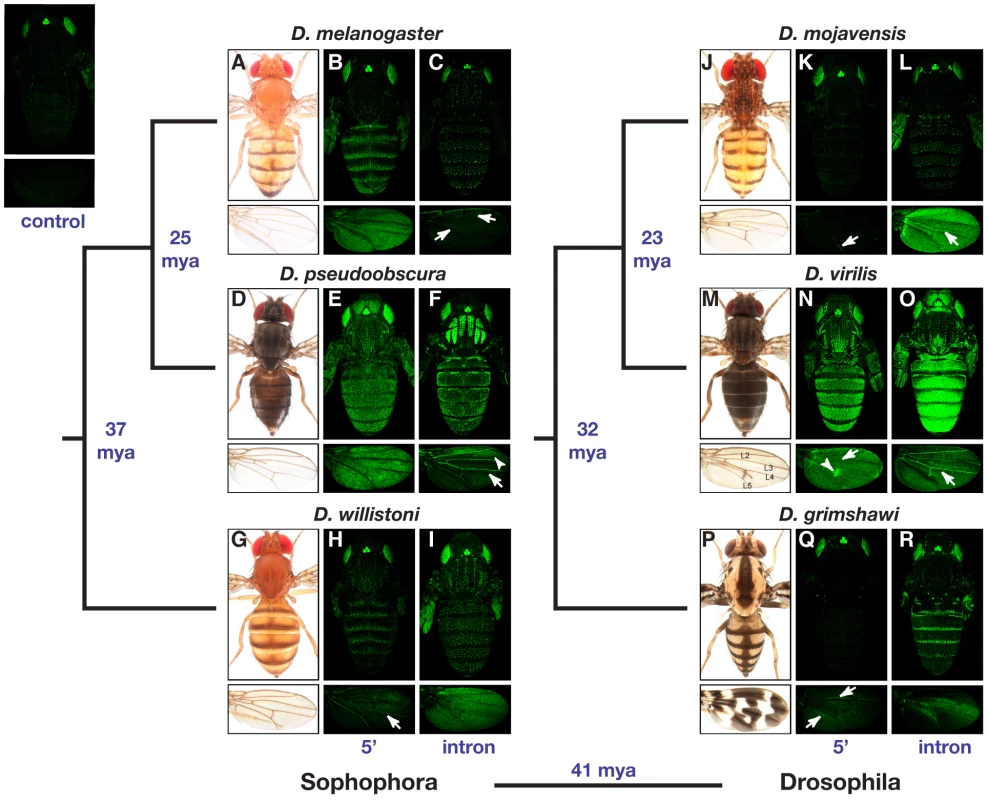 Location and activity of the <i>yellow</i> body and wing enhancers is highly divergent among Drosophila species.