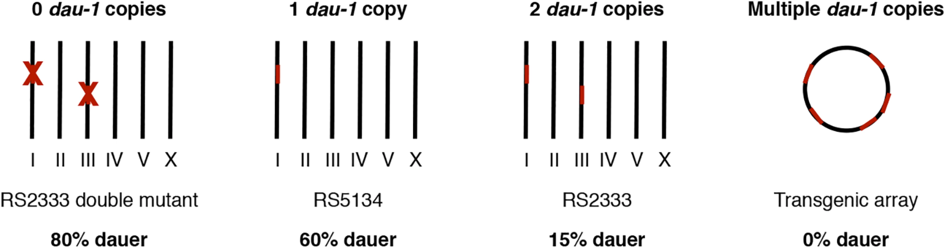 <i>dau-1</i> copy number variation.