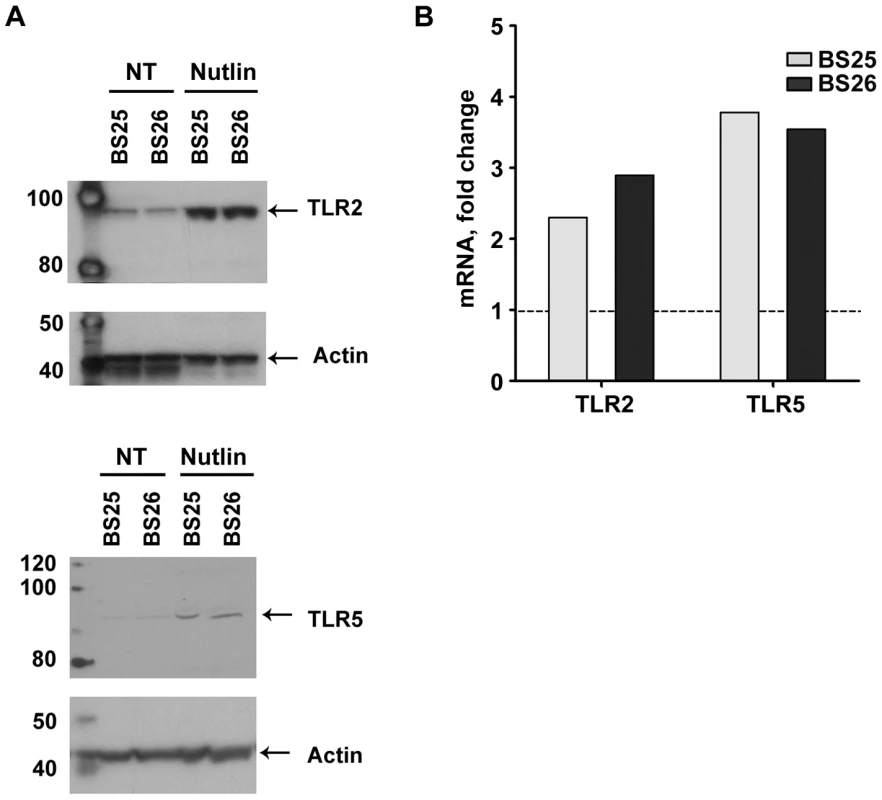 Nutlin induces <i>TLR2</i> and <i>TLR5</i> mRNA expression as well as proteins.