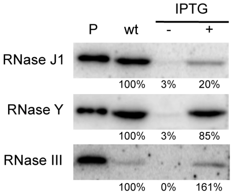 Western blot analysis of RNase depletion strains.