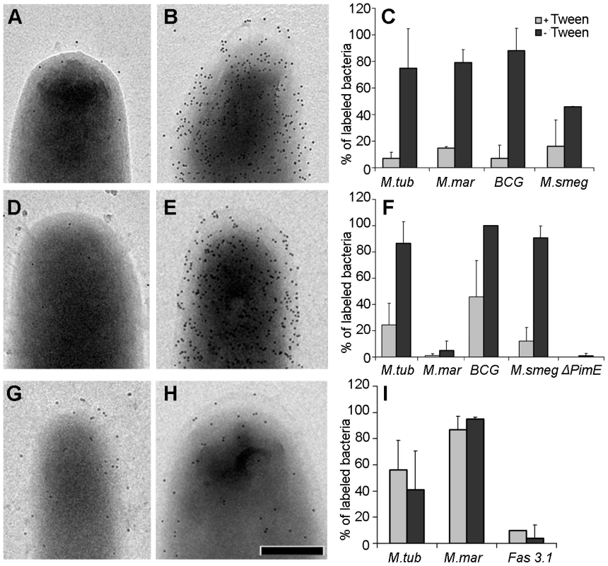 Effect of detergent on the localization of capsular components and the detection of ESX-1 proteins.