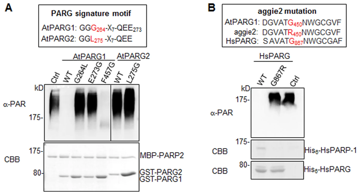 The signature motif and residue G450 are essential for PARG enzymatic activity.