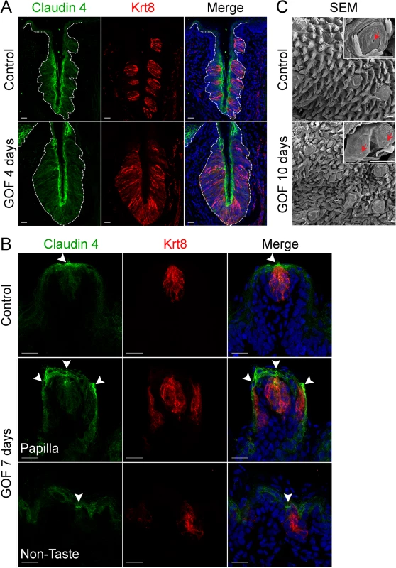 Expression of Claudin4 and evidence of taste pores suggests appropriate cell contacts are induced and maintained in mutant taste buds with stabilized β-catenin.
