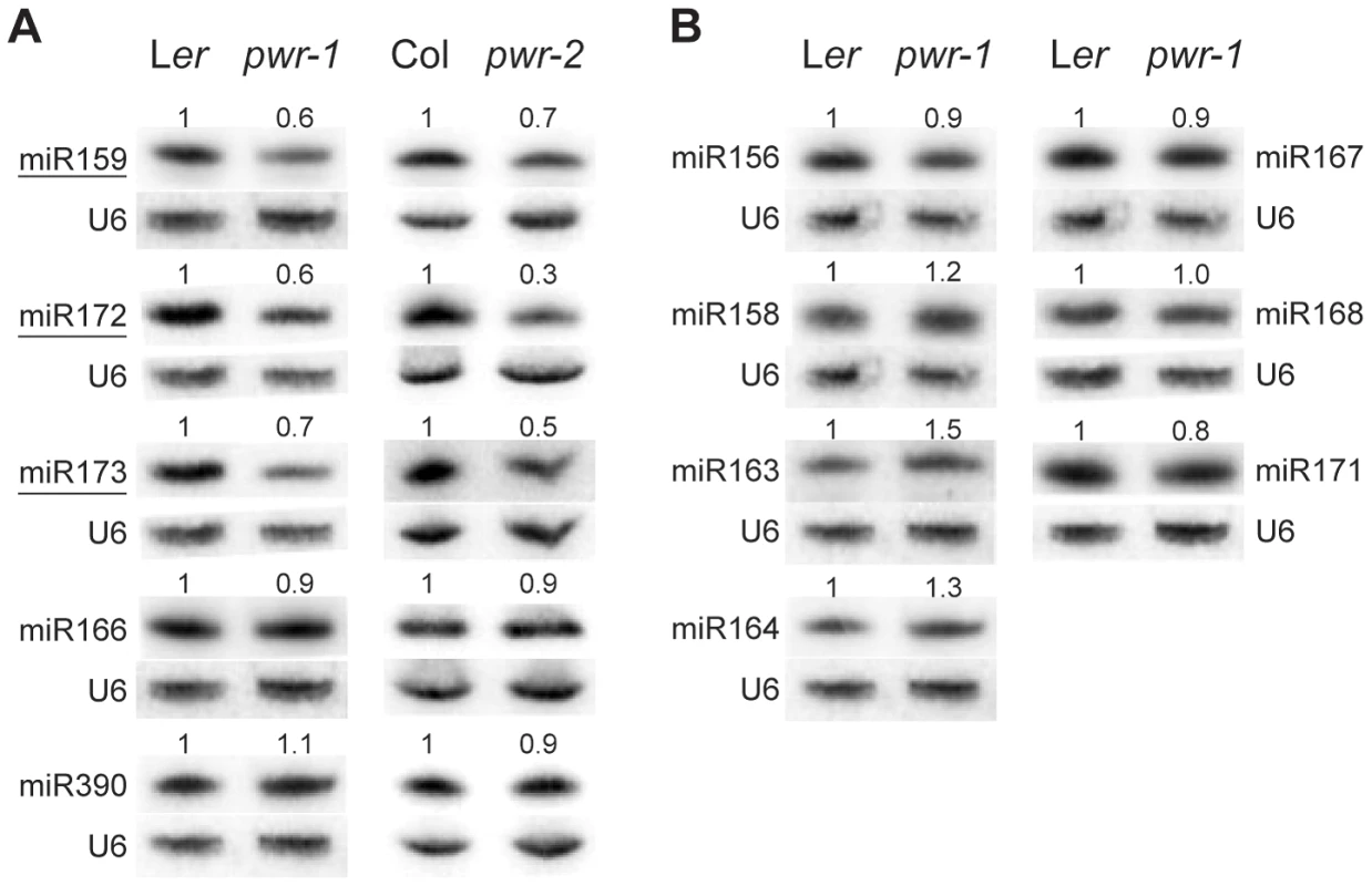miRNA abundance in <i>pwr-1</i> and <i>pwr-2</i>.