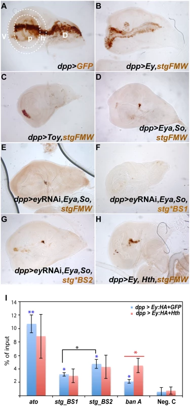 Ey and So regulate <i>stg-FMW</i> through different binding sites <i>in vivo</i>.