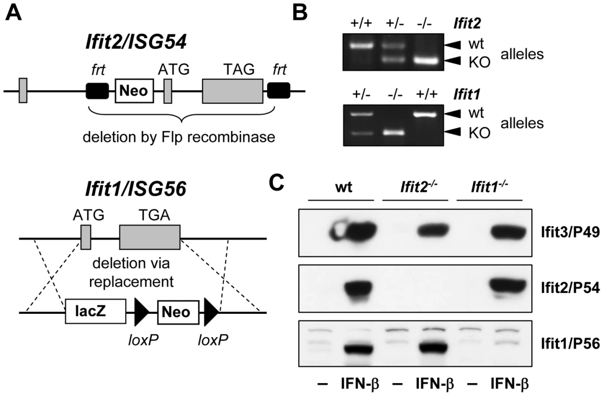 Generation of <i>Ifit2/ISG54</i> and <i>Ifit1/ISG56</i> knockout mice.