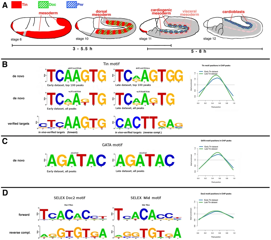 Sequence motifs enriched in Tin binding regions.