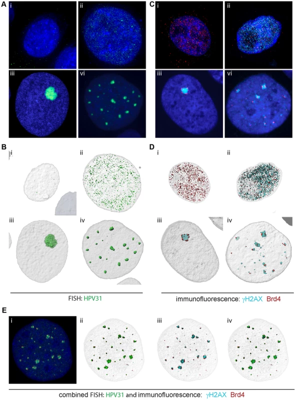 Brd4 surrounds replication foci in differentiating cells harboring HPV31 genomes.