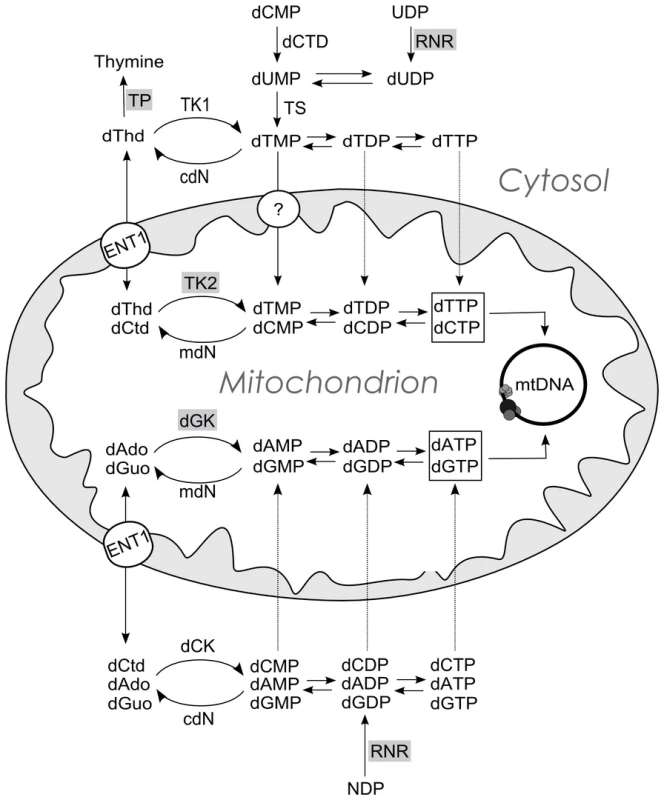 Schematic representation of the metabolic pathways that supply dNTPs for mtDNA replication.