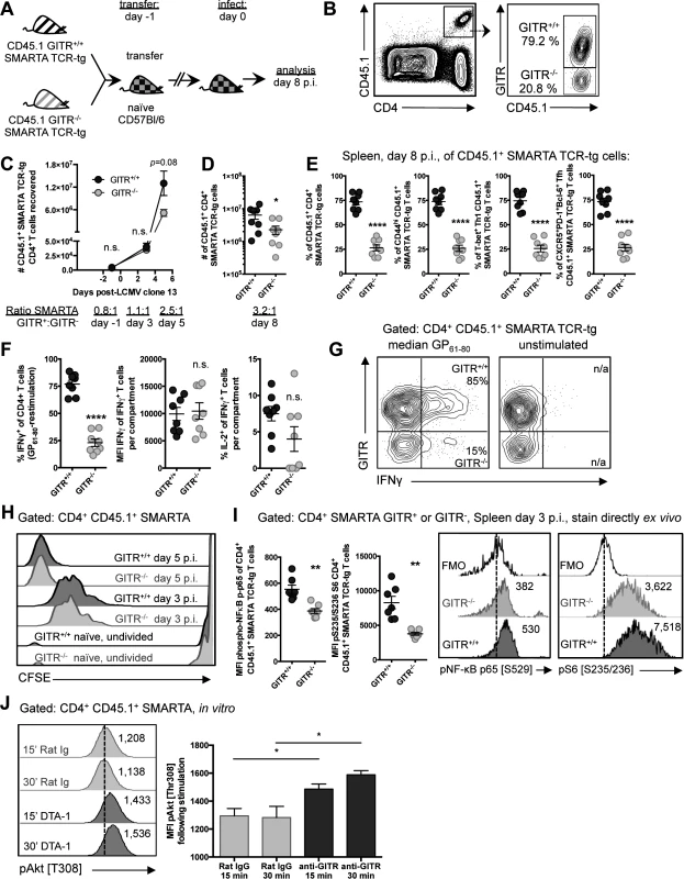 GITR co-stimulation activates classical NF-κB and the Akt-mTORC1 signaling axis to regulate CD4 T cell accumulation post-priming.