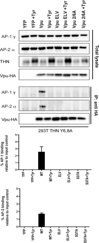 Vpu interaction with clathrin adaptors AP-1 and AP-2 is abrogated following treatment with CKII inhibitor, Tyrphostin.