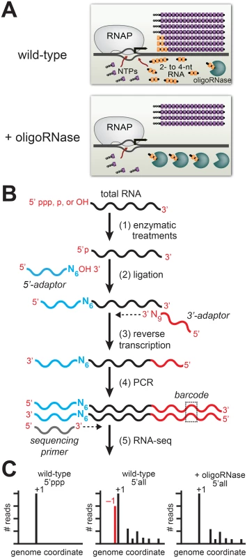 Detection of PDI in bacteria by ectopic expression of an oligoRNase coupled with 5′ RNA-seq.
