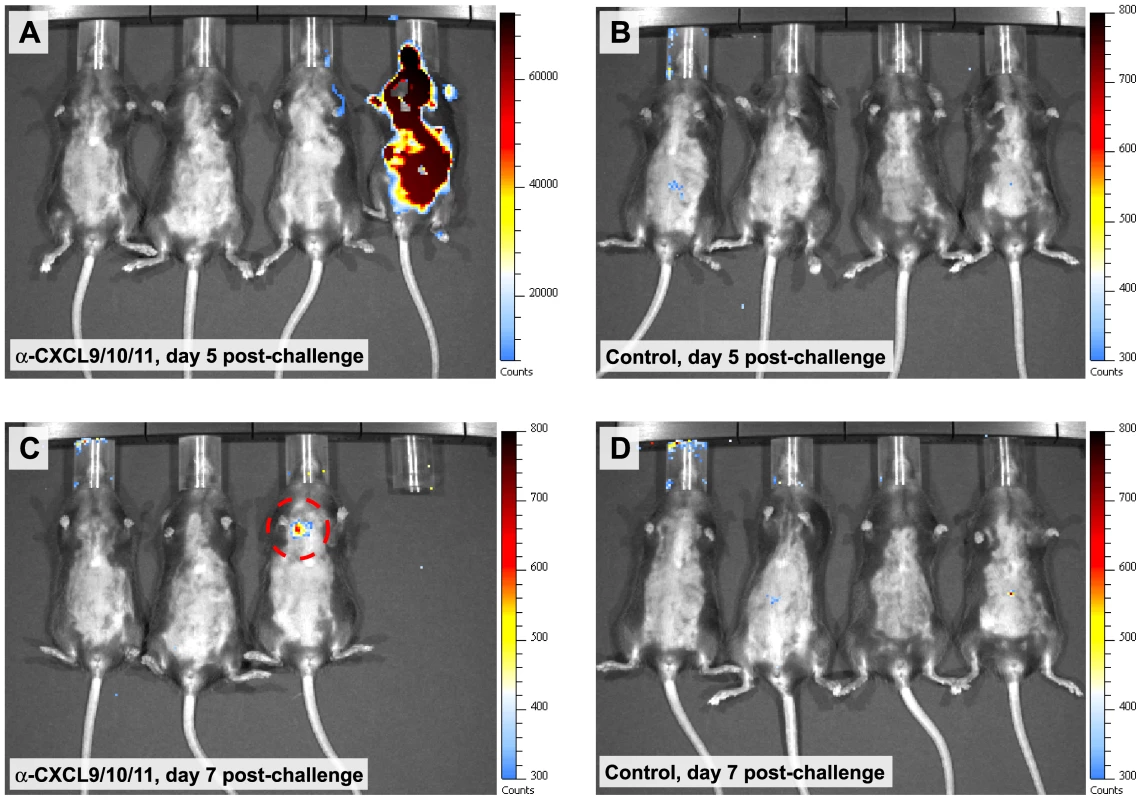 In vivo imaging of <i>B. anthracis</i> dissemination in animals receiving CXCL9/CXCL10/CXCL11 neutralizing sera.